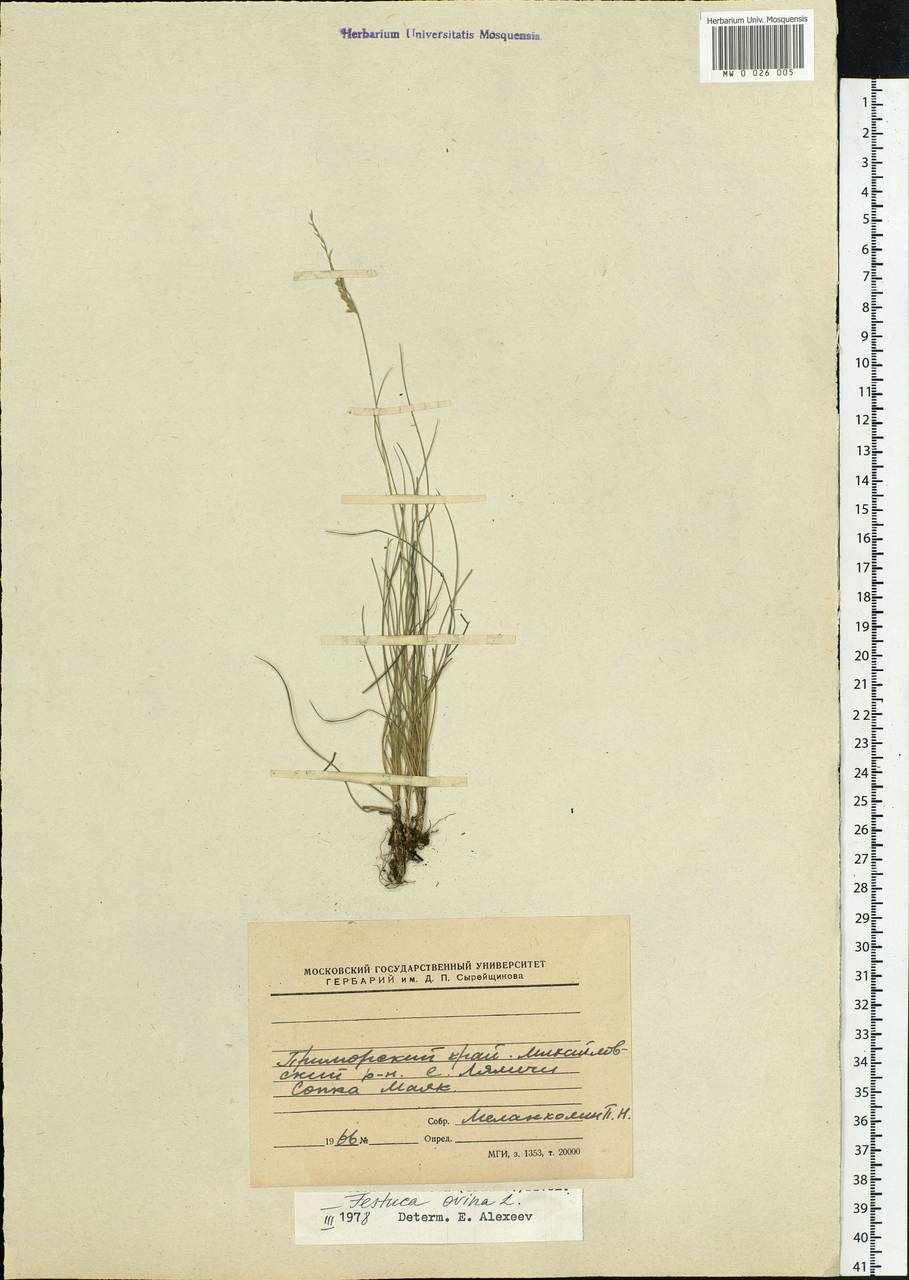 Festuca ovina L., Siberia, Russian Far East (S6) (Russia)