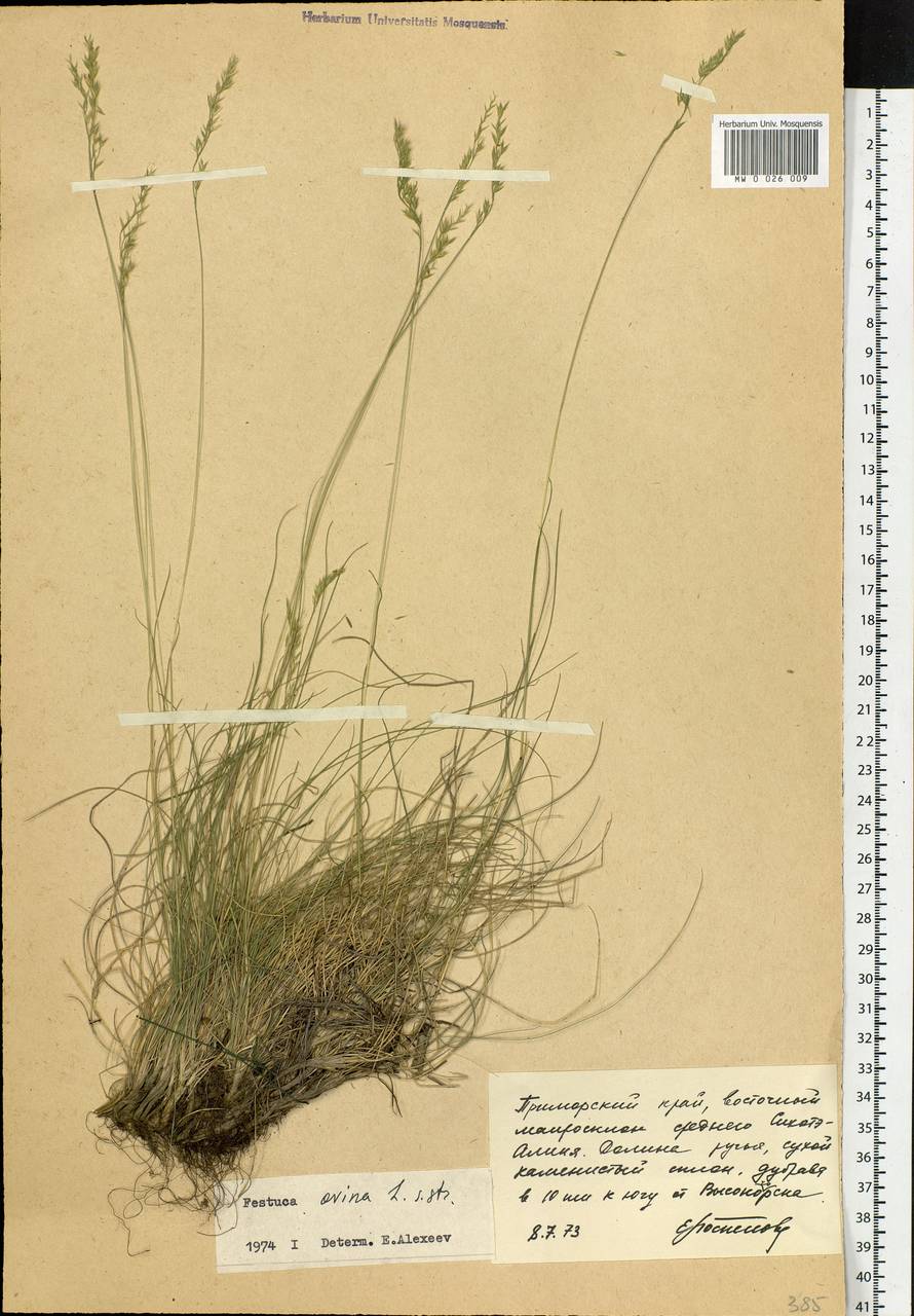 Festuca ovina L., Siberia, Russian Far East (S6) (Russia)