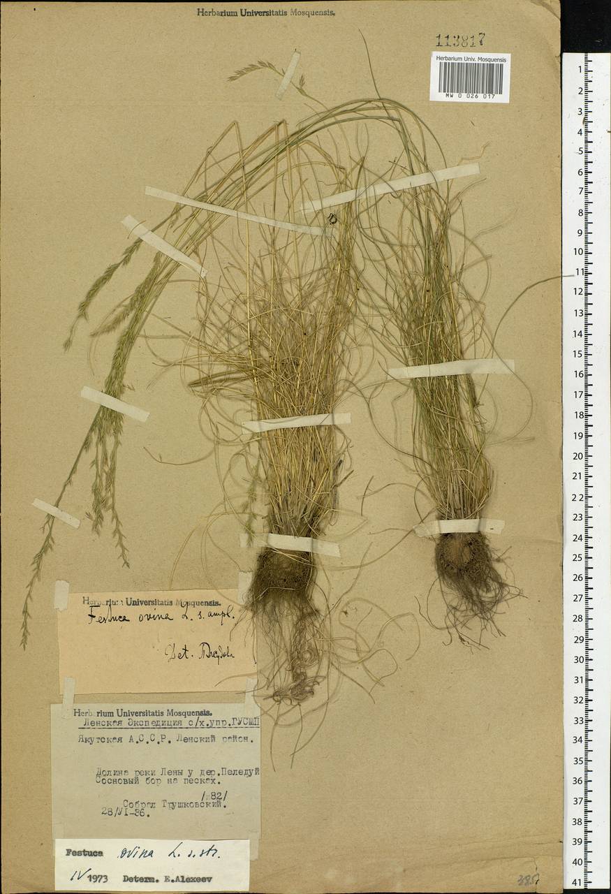 Festuca ovina L., Siberia, Yakutia (S5) (Russia)