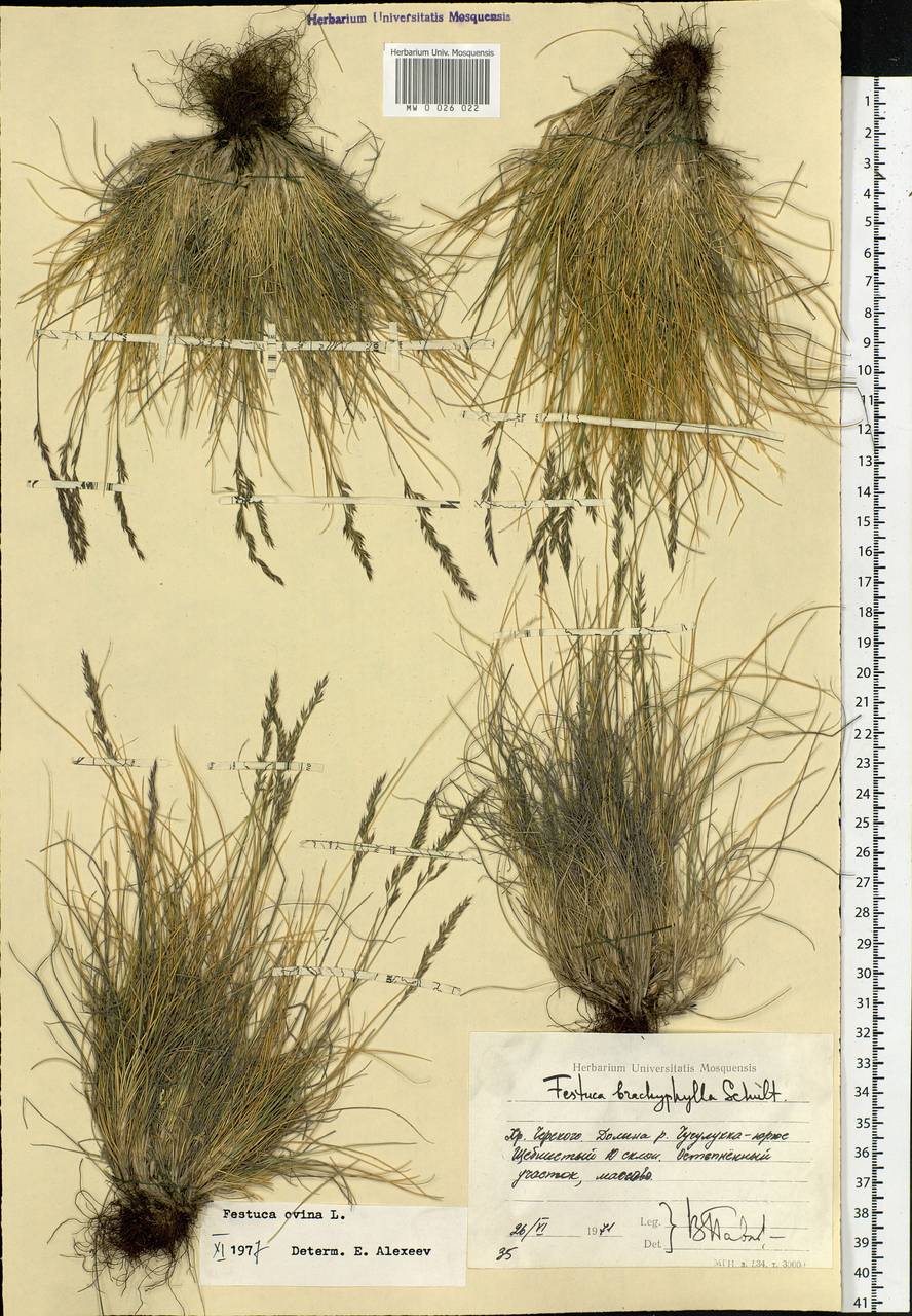 Festuca ovina L., Siberia, Yakutia (S5) (Russia)