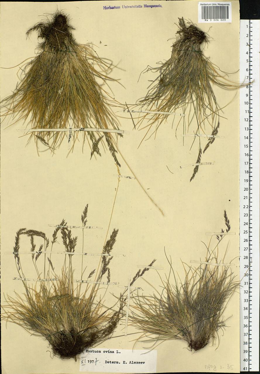 Festuca ovina L., Siberia, Yakutia (S5) (Russia)