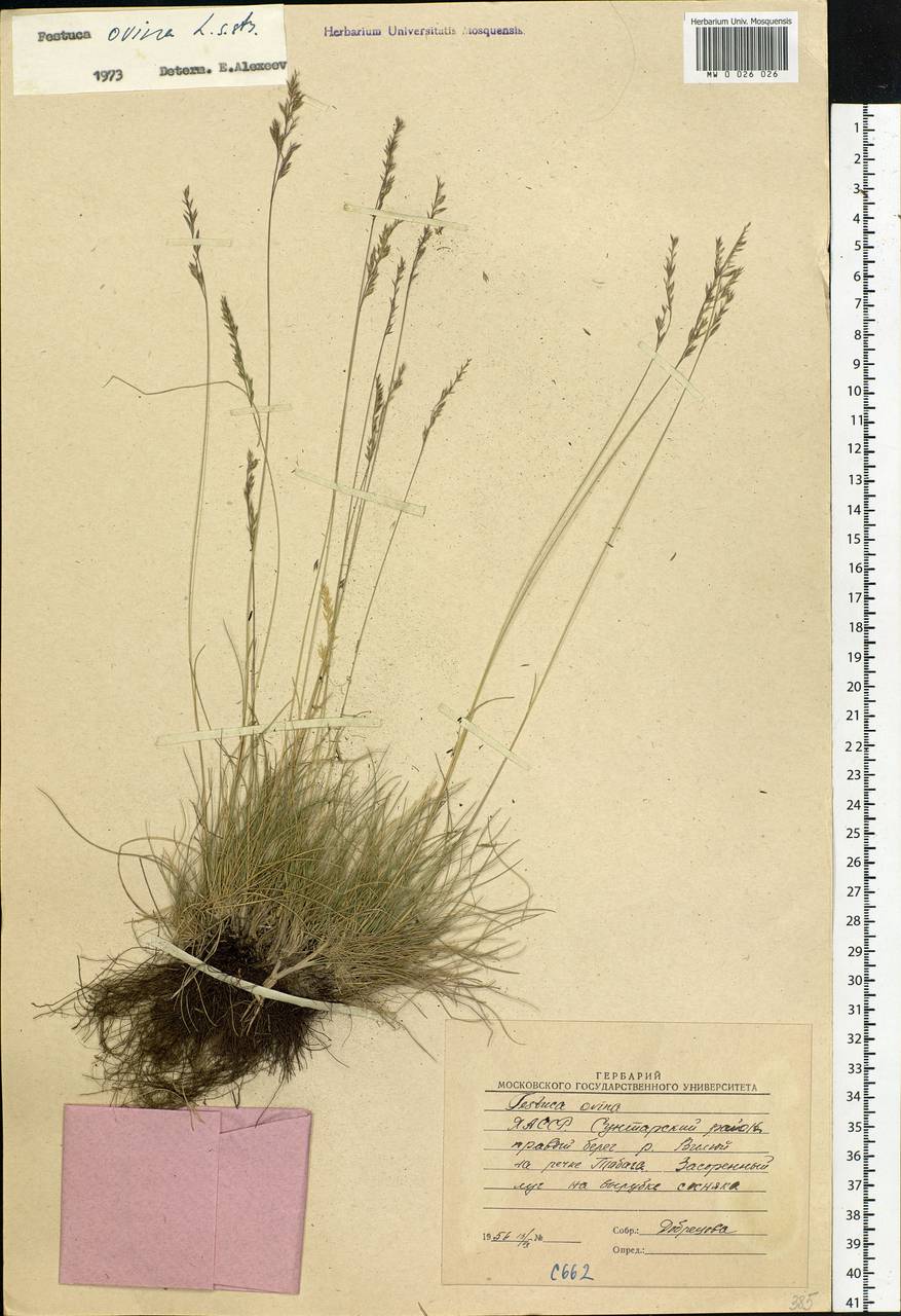 Festuca ovina L., Siberia, Yakutia (S5) (Russia)