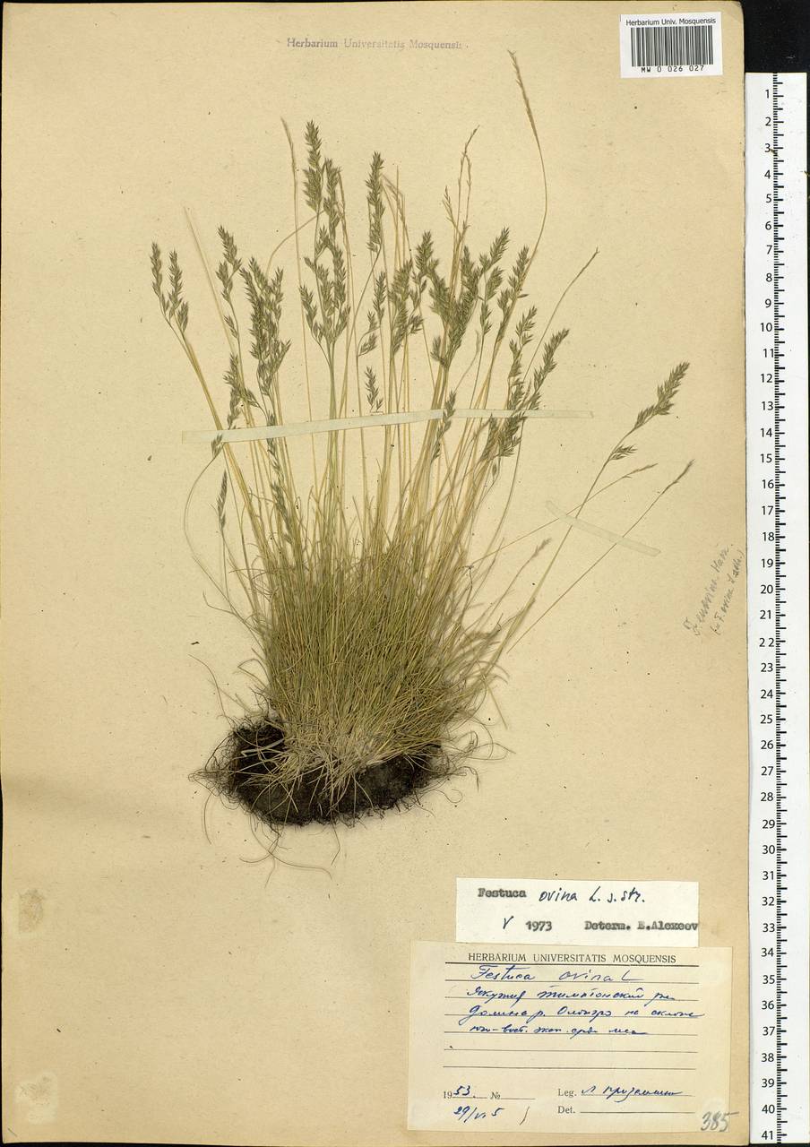 Festuca ovina L., Siberia, Yakutia (S5) (Russia)