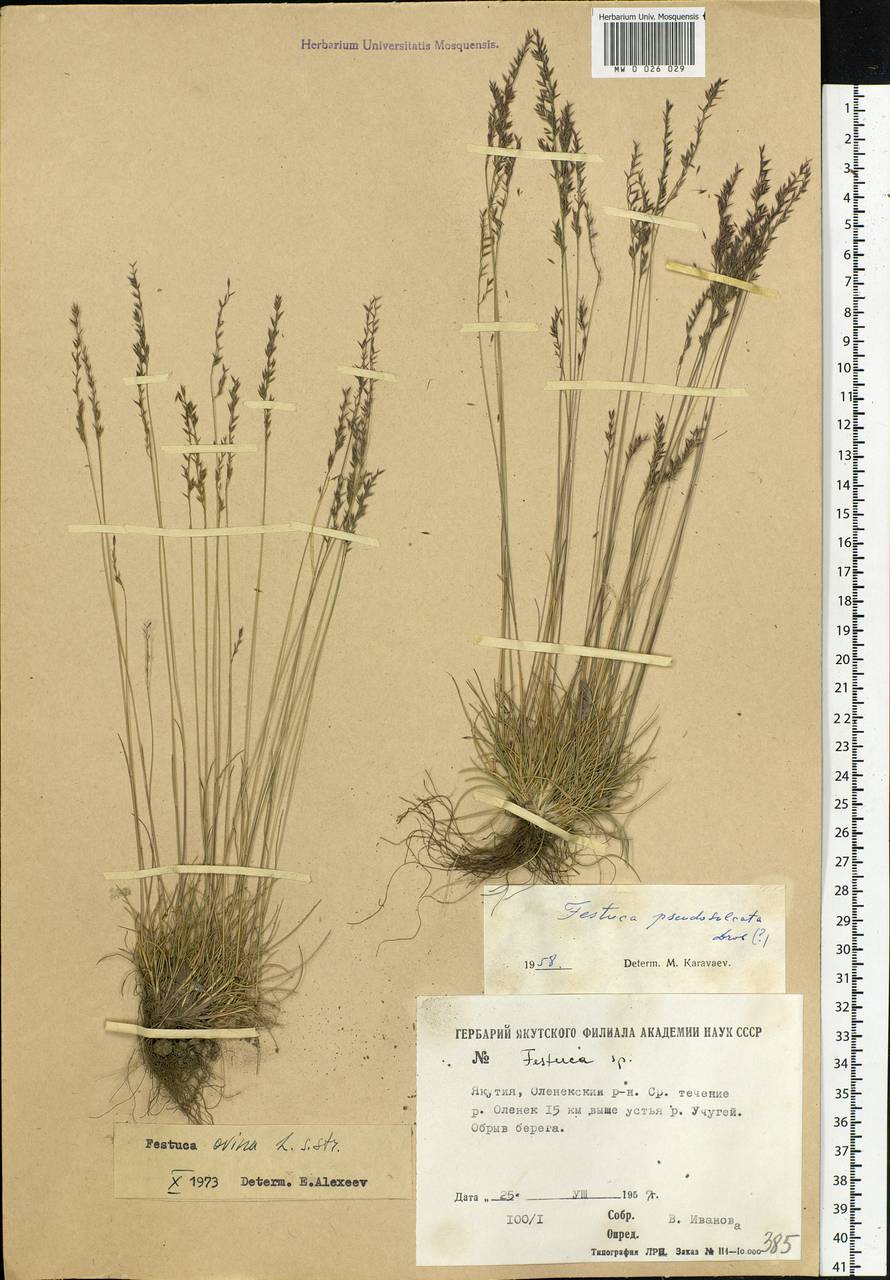 Festuca ovina L., Siberia, Yakutia (S5) (Russia)