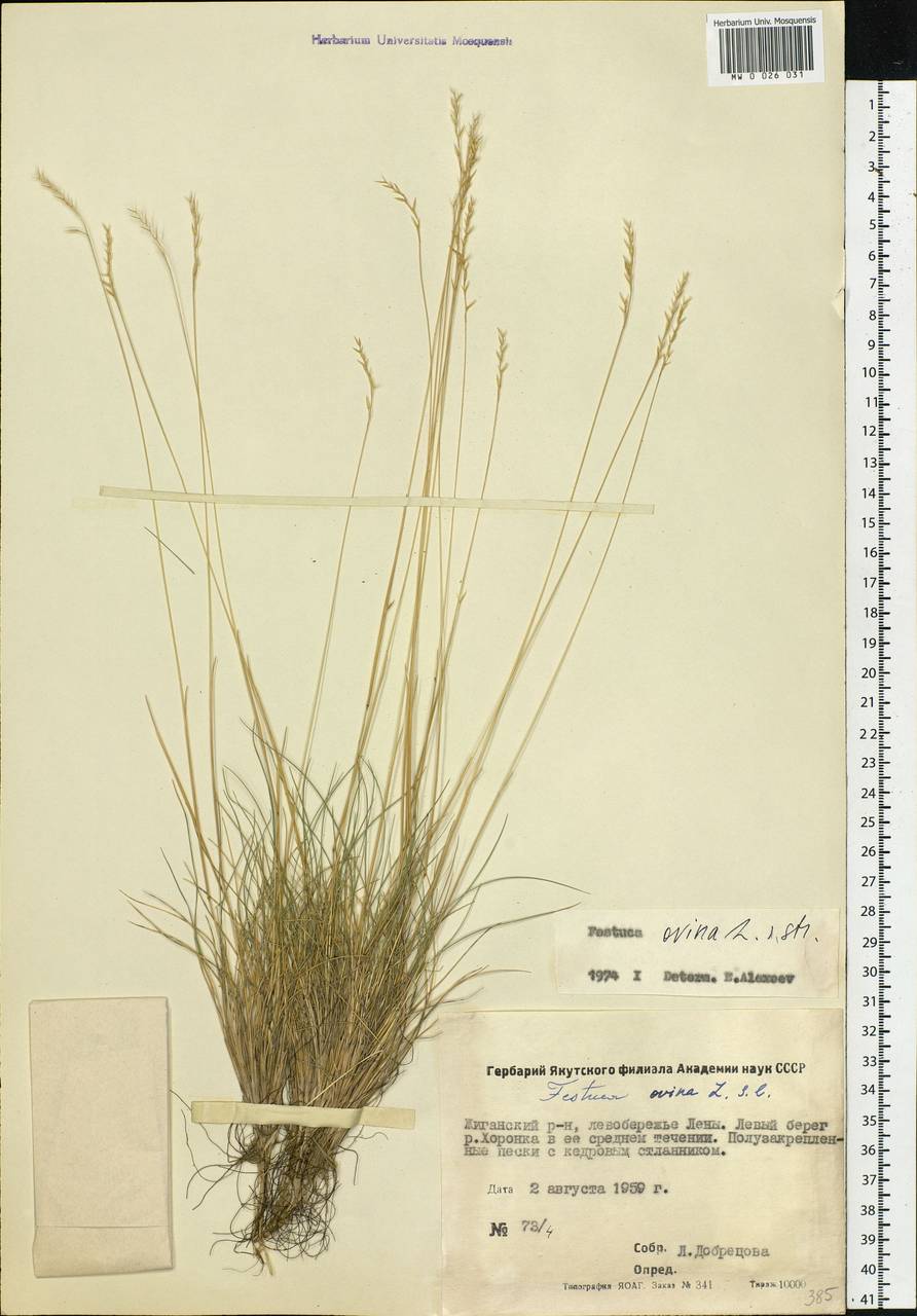 Festuca ovina L., Siberia, Yakutia (S5) (Russia)