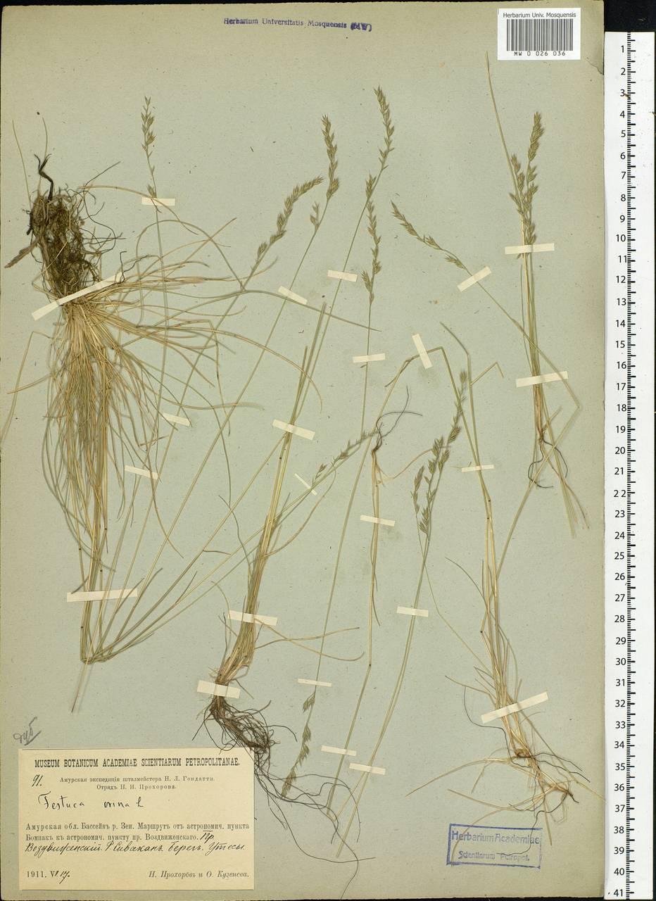 Festuca ovina L., Siberia, Russian Far East (S6) (Russia)