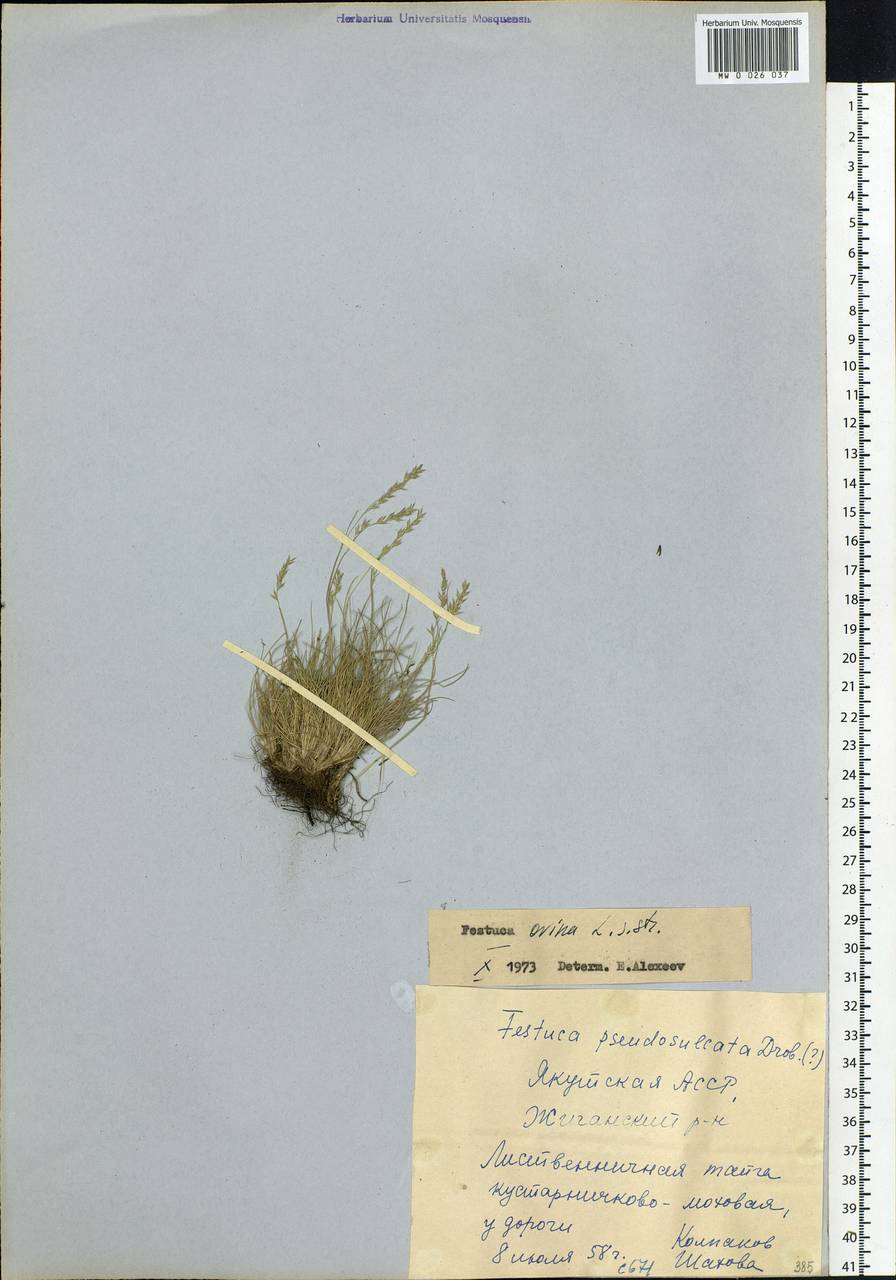 Festuca ovina L., Siberia, Yakutia (S5) (Russia)