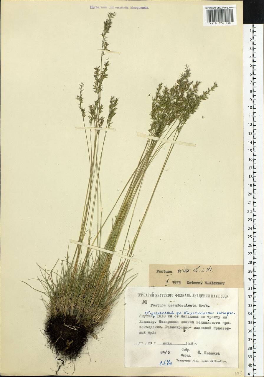 Festuca ovina L., Siberia, Yakutia (S5) (Russia)