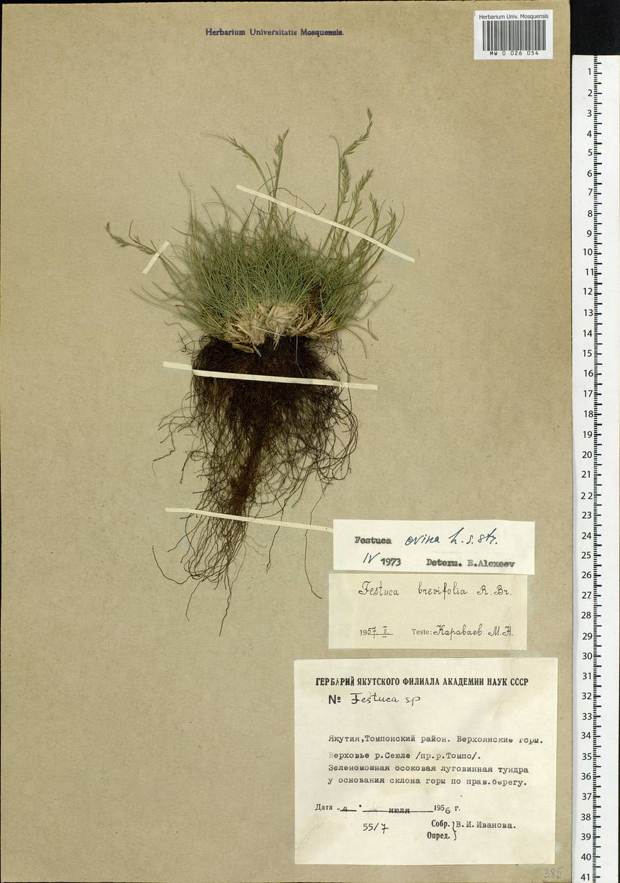 Festuca ovina L., Siberia, Yakutia (S5) (Russia)