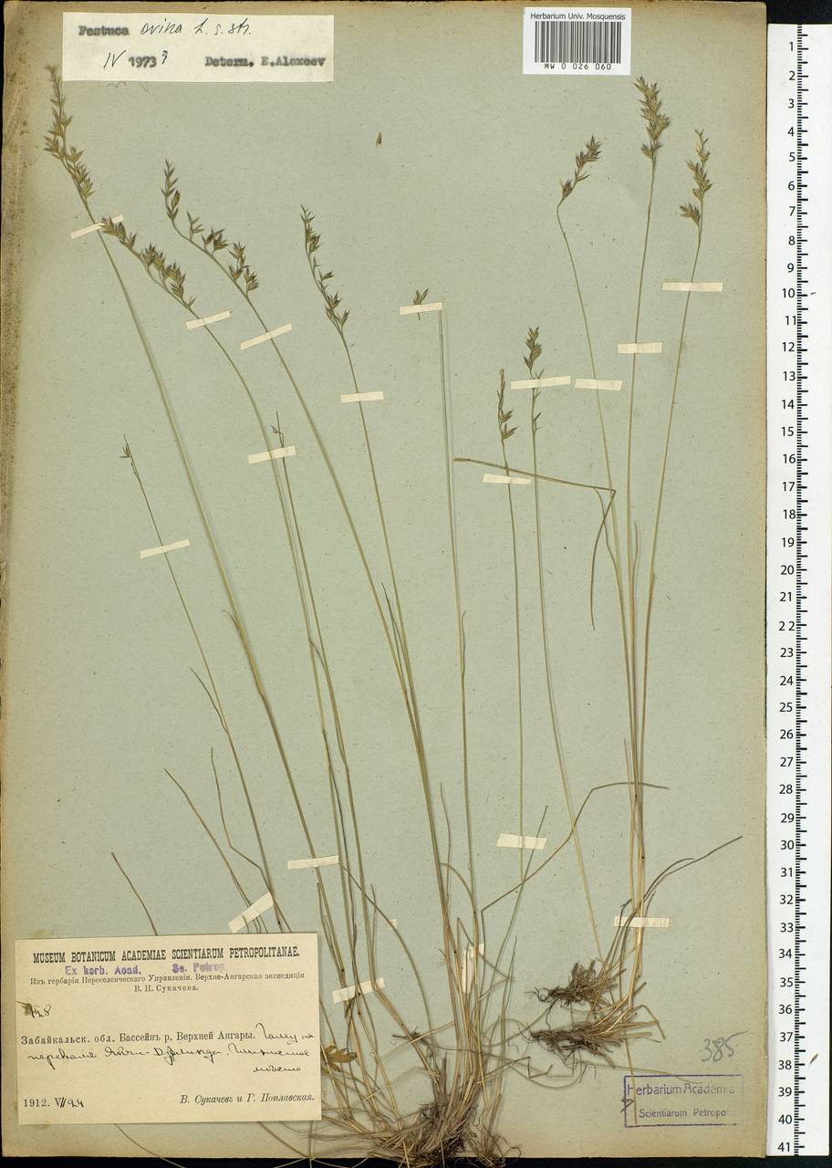 Festuca ovina L., Siberia, Baikal & Transbaikal region (S4) (Russia)