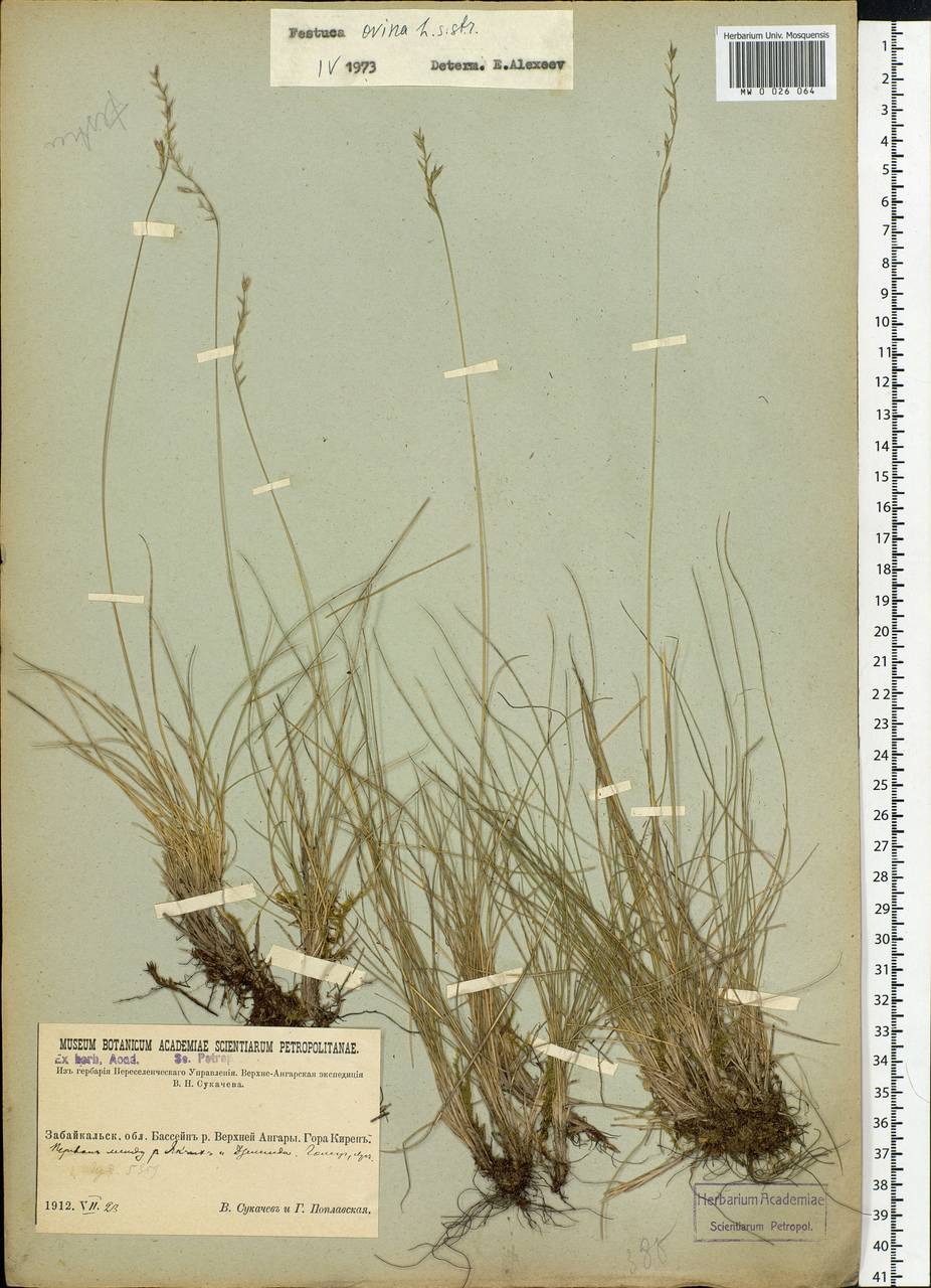 Festuca ovina L., Siberia, Baikal & Transbaikal region (S4) (Russia)