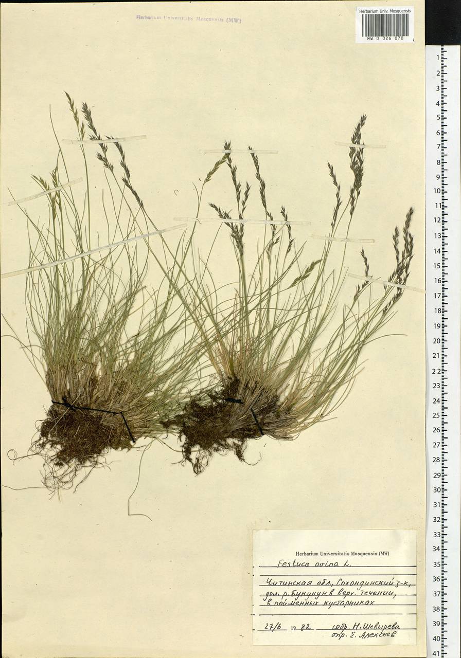 Festuca ovina L., Siberia, Baikal & Transbaikal region (S4) (Russia)
