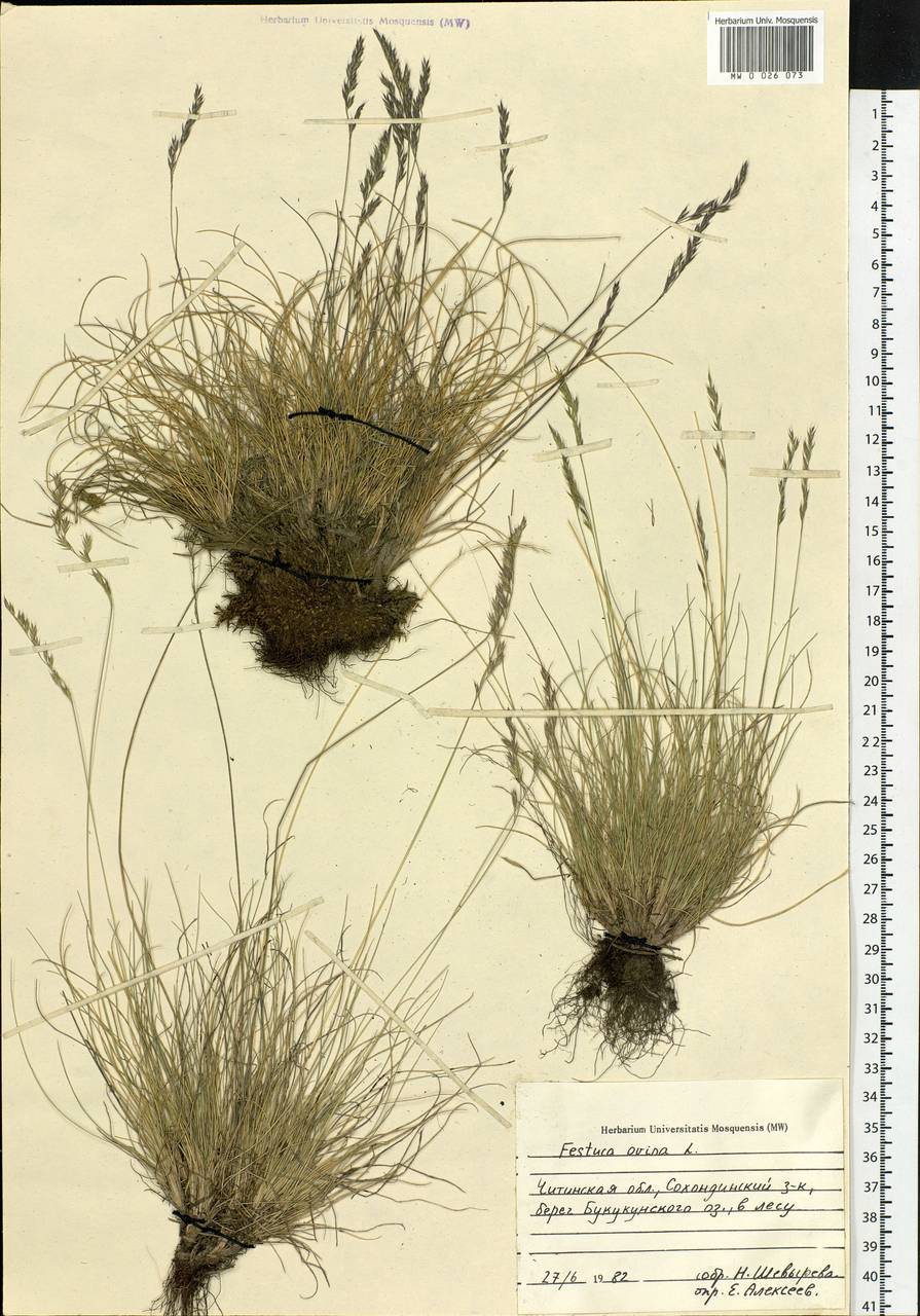 Festuca ovina L., Siberia, Baikal & Transbaikal region (S4) (Russia)