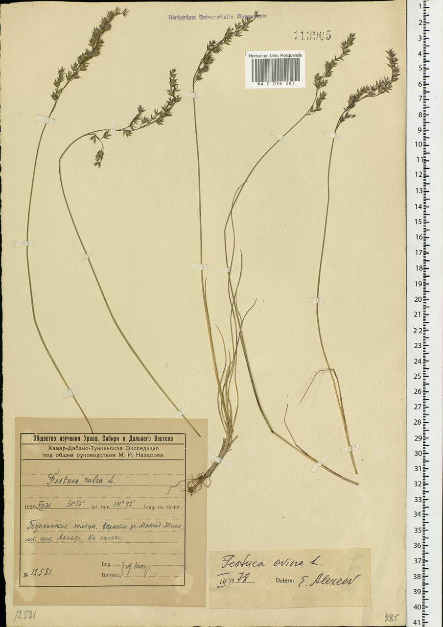 Festuca ovina L., Siberia, Baikal & Transbaikal region (S4) (Russia)