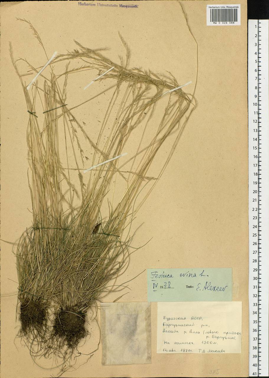 Festuca ovina L., Siberia, Baikal & Transbaikal region (S4) (Russia)