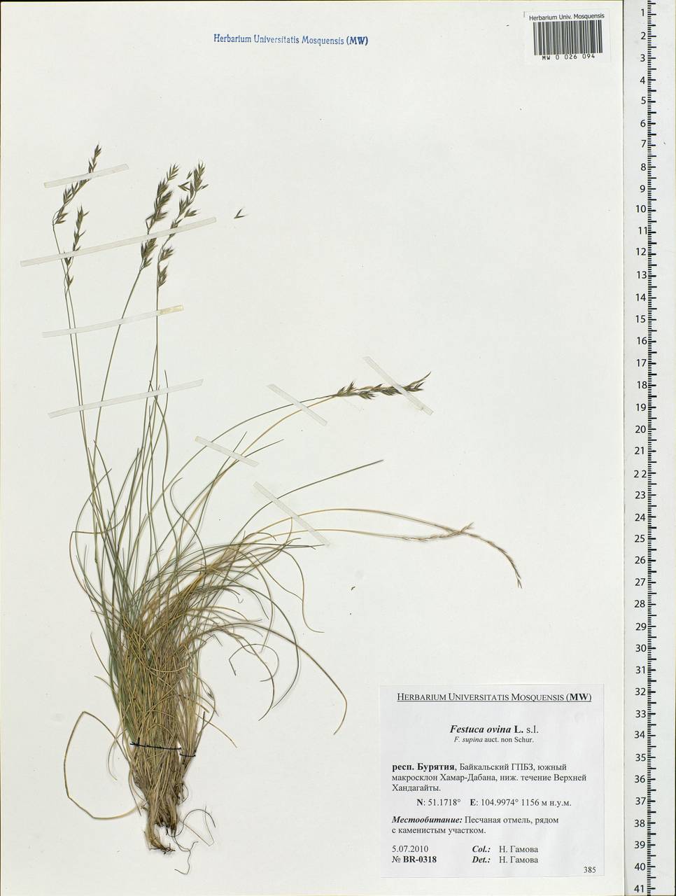 Festuca ovina L., Siberia, Baikal & Transbaikal region (S4) (Russia)