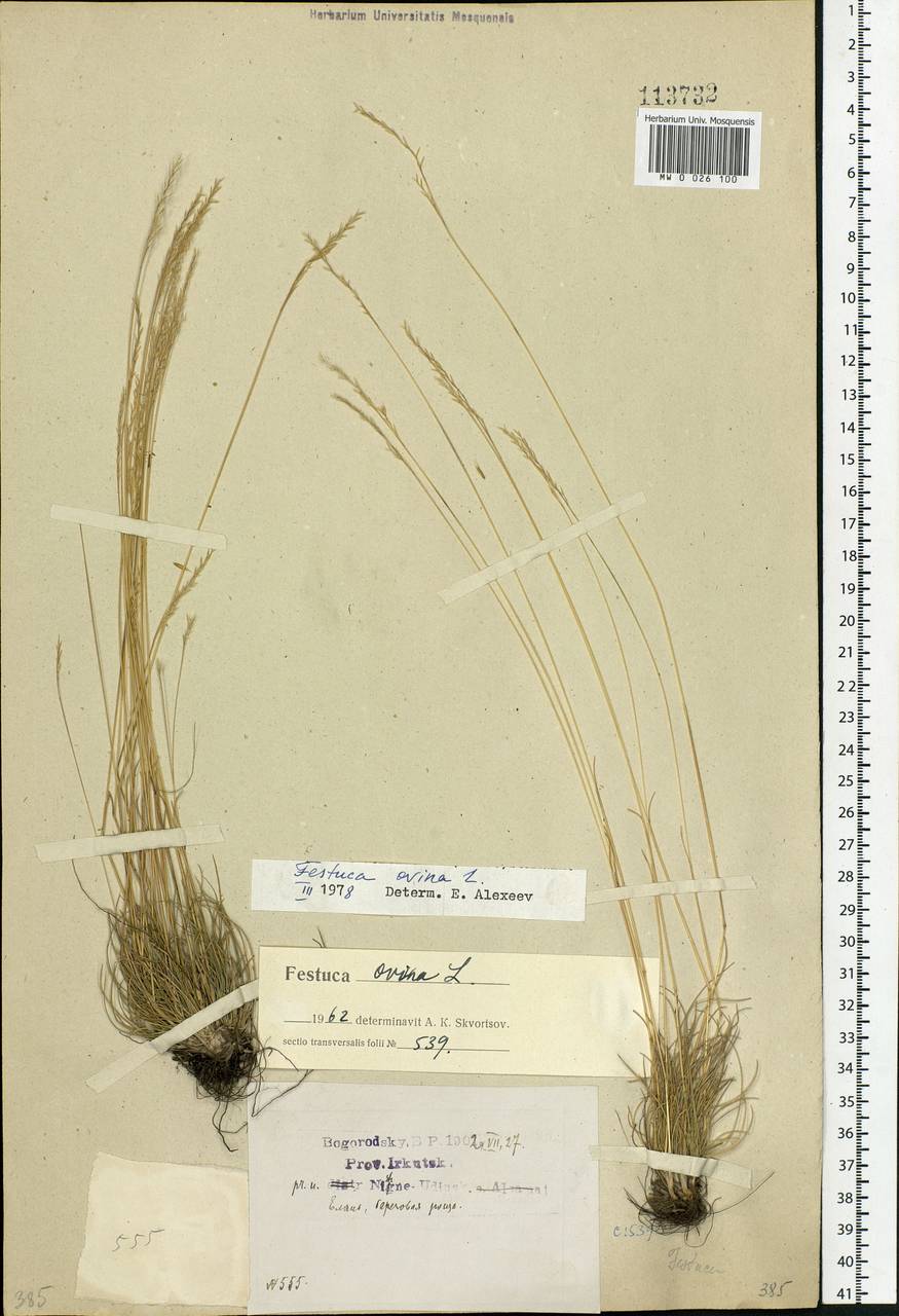 Festuca ovina L., Siberia, Baikal & Transbaikal region (S4) (Russia)