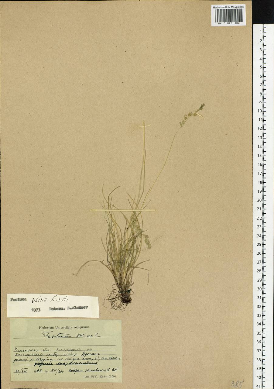 Festuca ovina L., Siberia, Baikal & Transbaikal region (S4) (Russia)