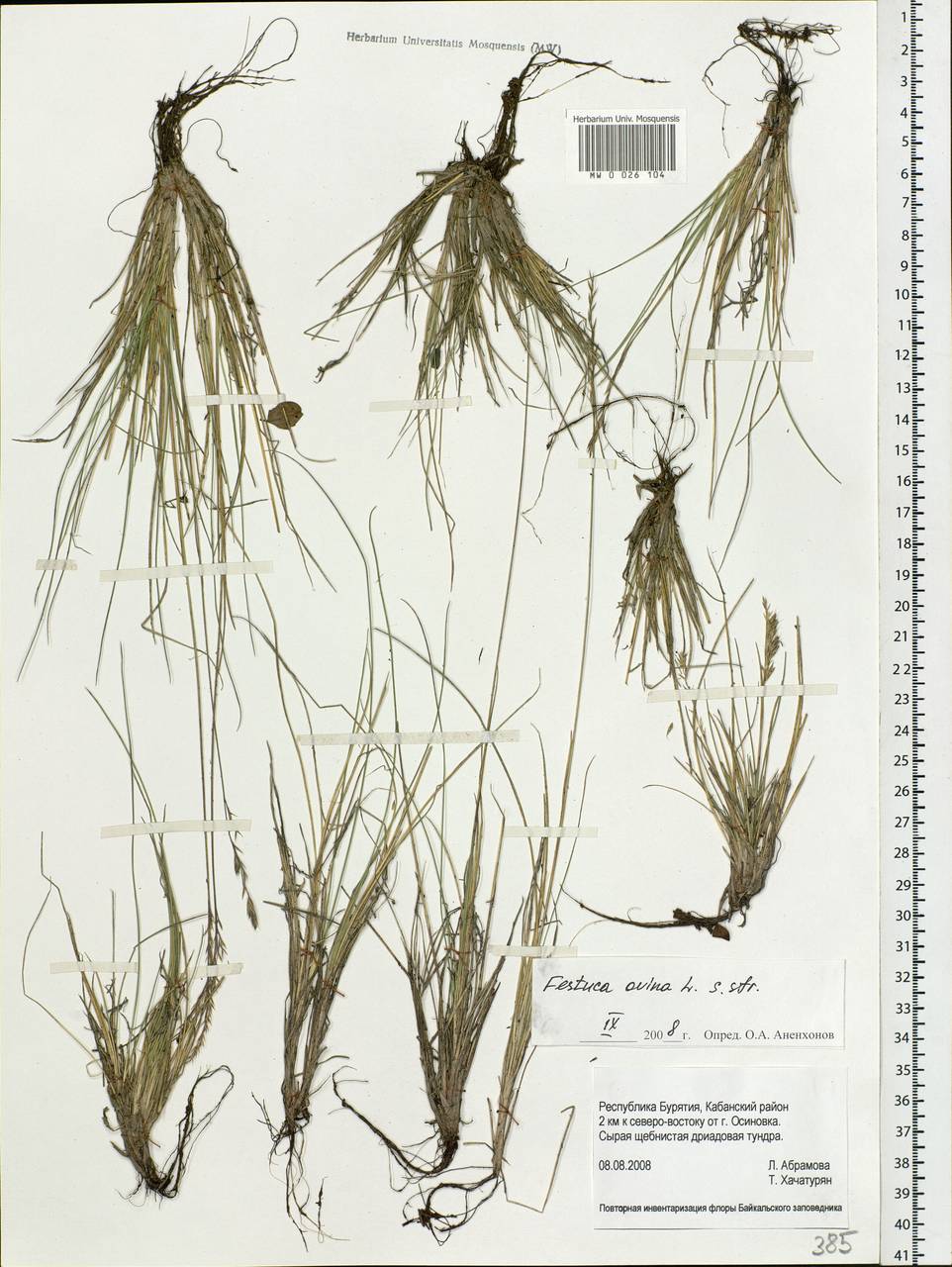 Festuca ovina L., Siberia, Baikal & Transbaikal region (S4) (Russia)