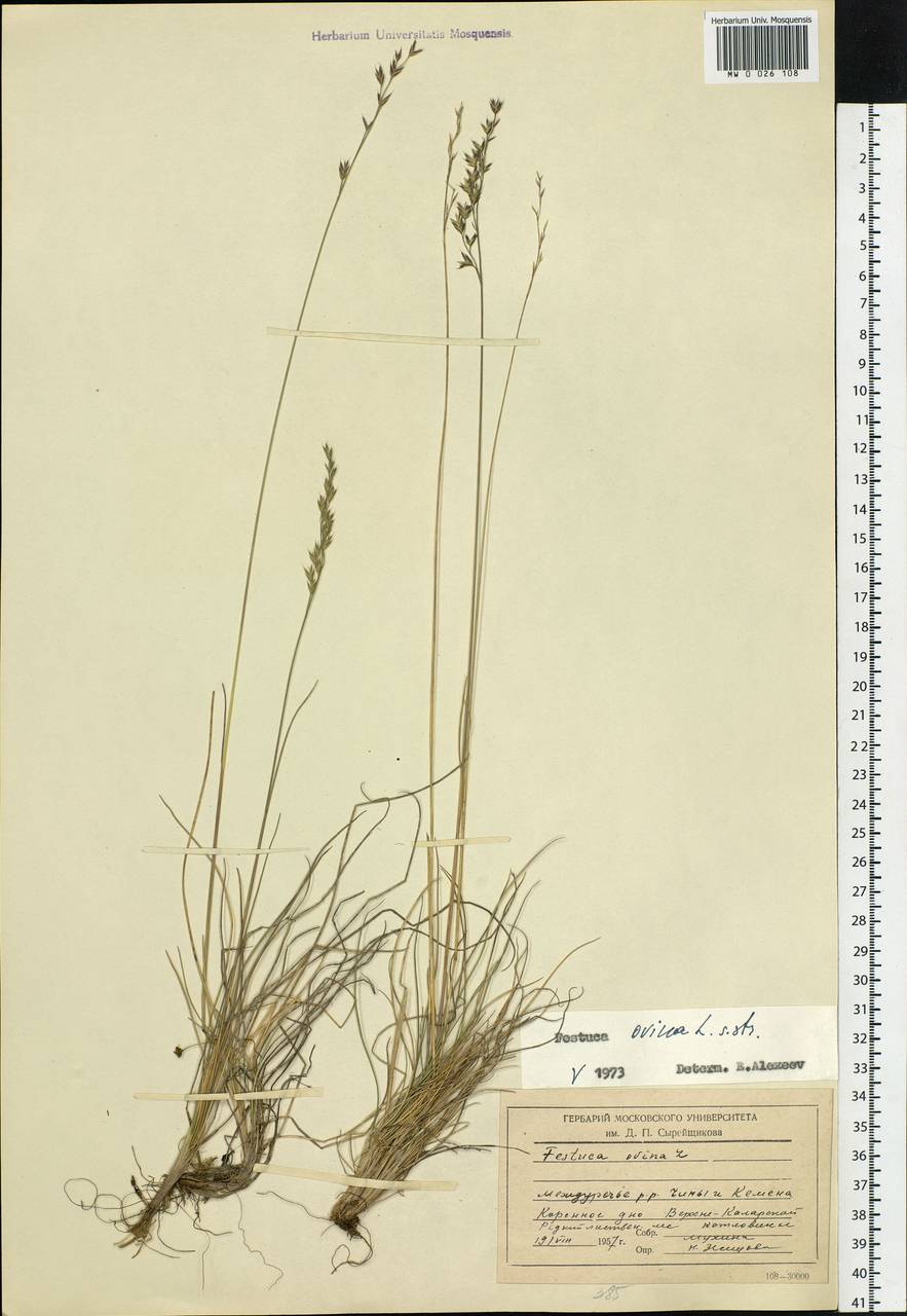 Festuca ovina L., Siberia, Baikal & Transbaikal region (S4) (Russia)