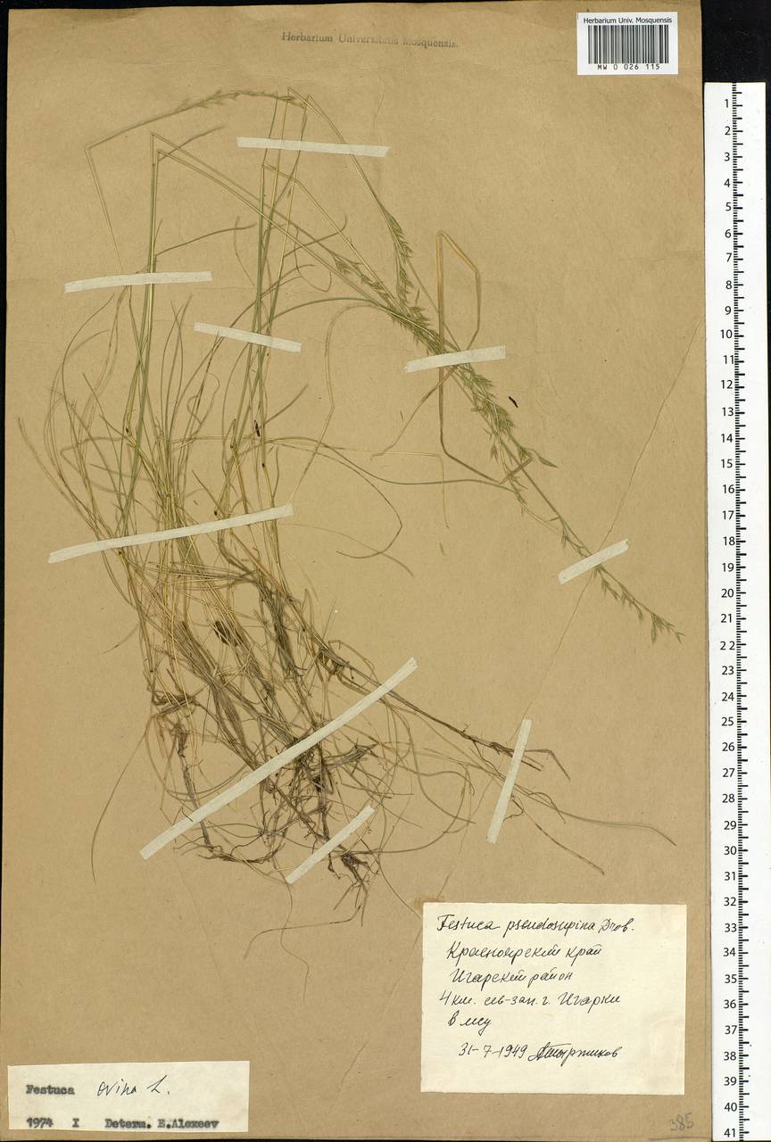 Festuca ovina L., Siberia, Central Siberia (S3) (Russia)