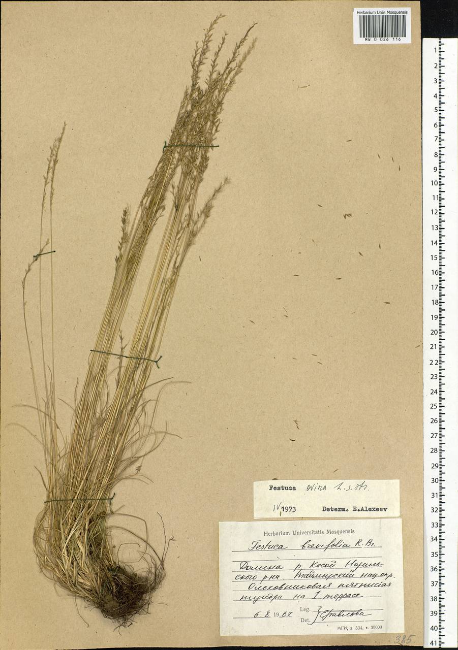 Festuca ovina L., Siberia, Central Siberia (S3) (Russia)