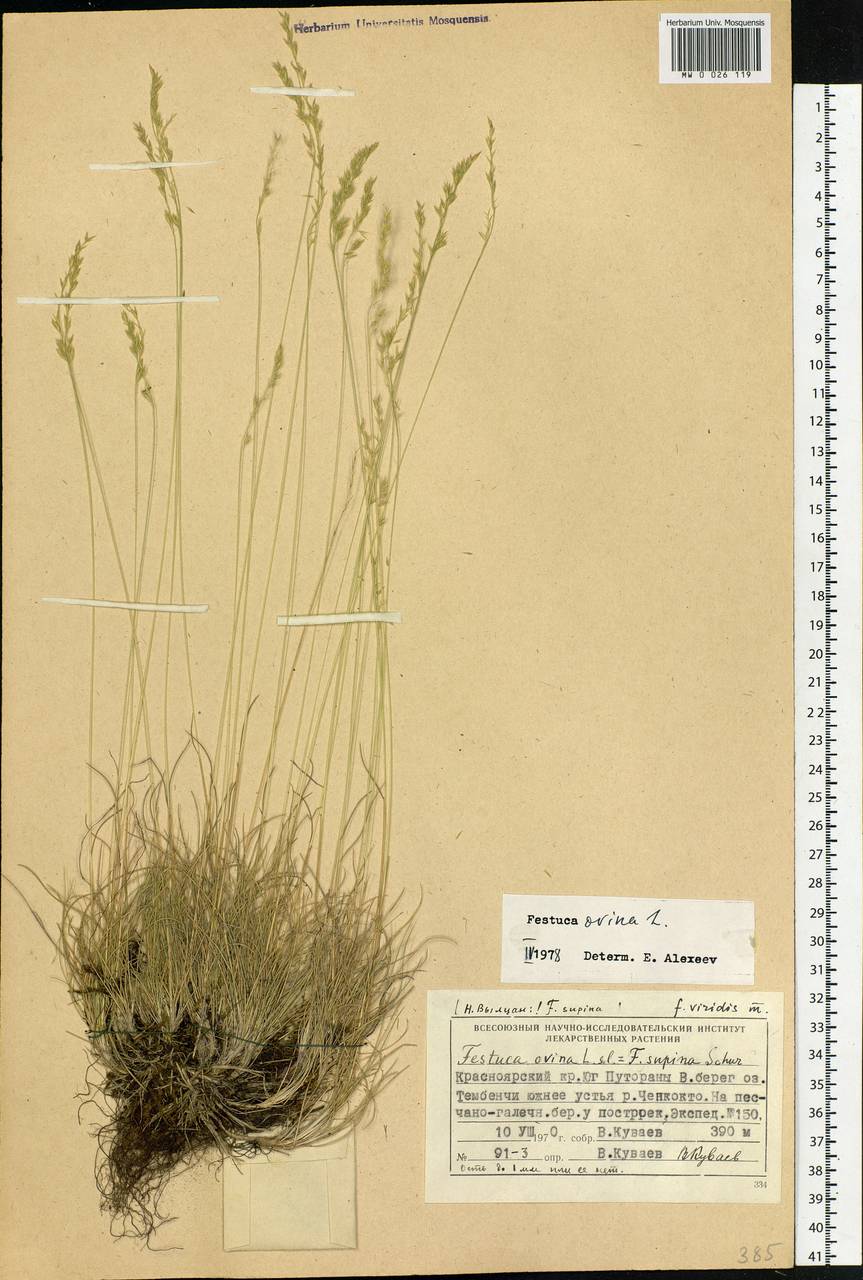 Festuca ovina L., Siberia, Central Siberia (S3) (Russia)