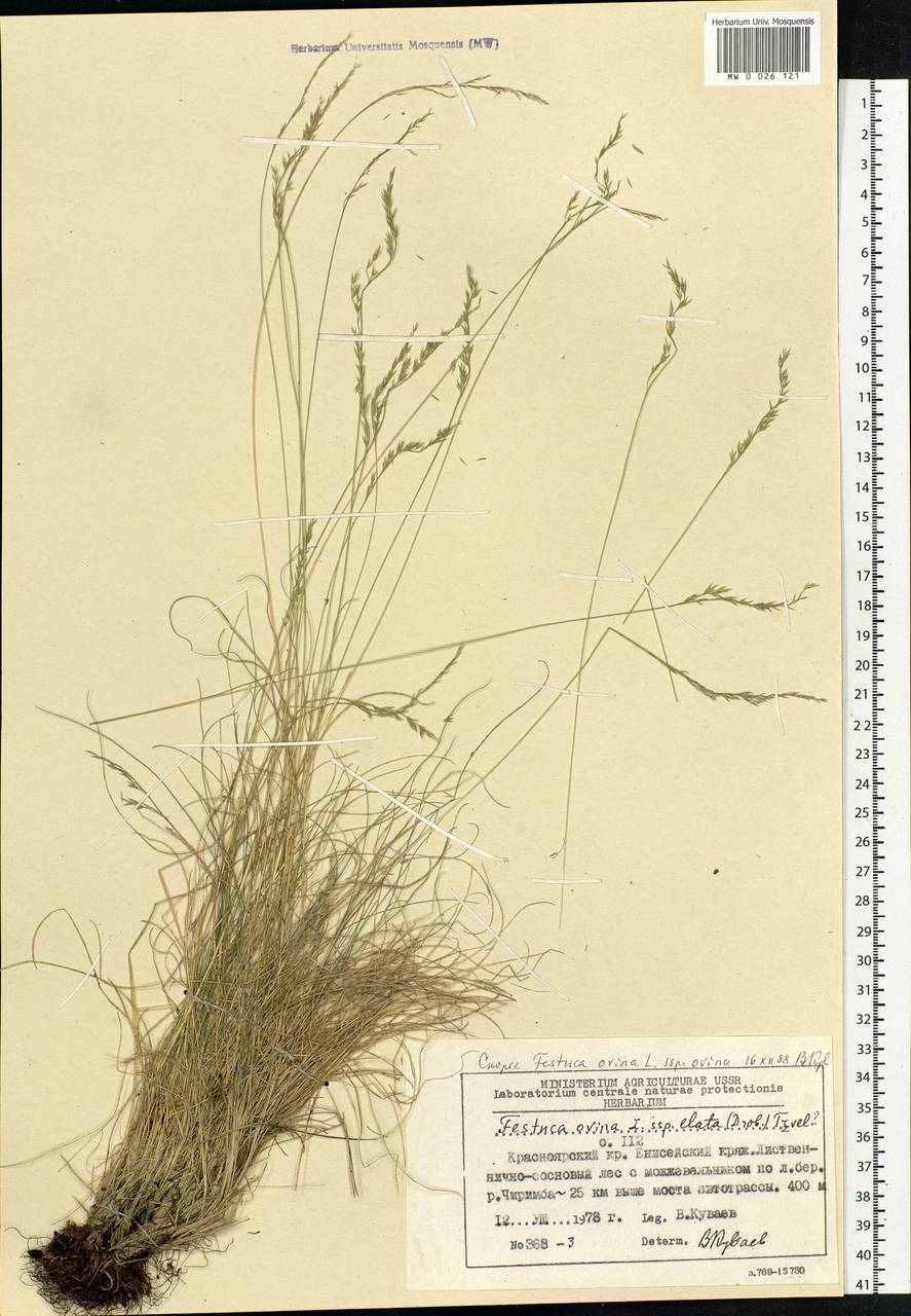 Festuca ovina L., Siberia, Central Siberia (S3) (Russia)