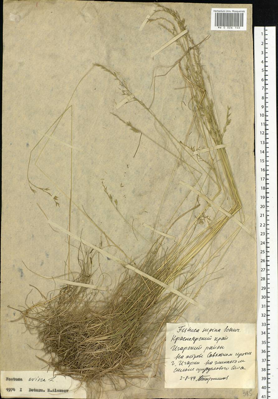 Festuca ovina L., Siberia, Central Siberia (S3) (Russia)