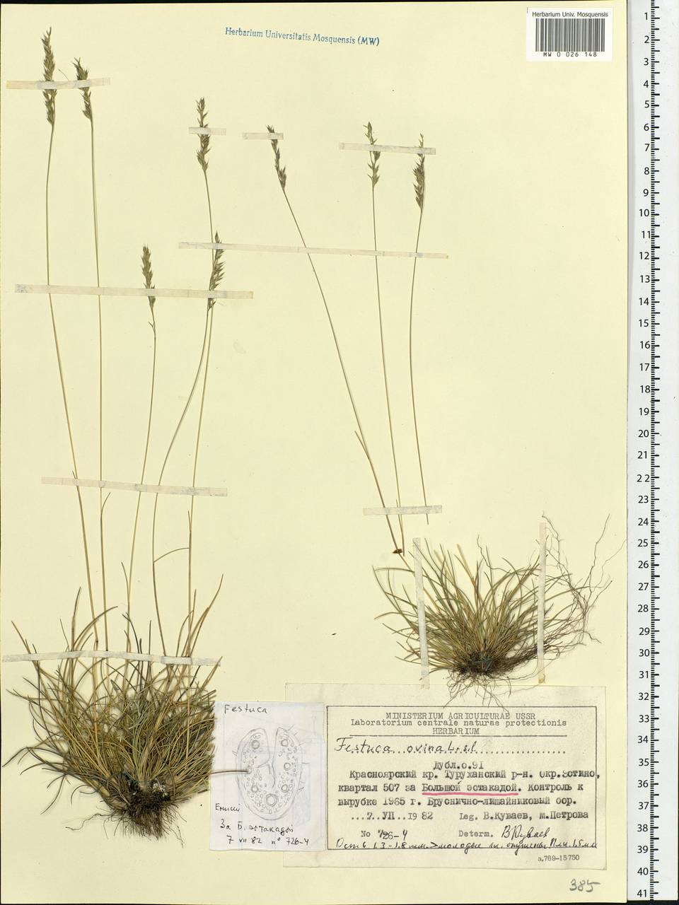 Festuca ovina L., Siberia, Central Siberia (S3) (Russia)