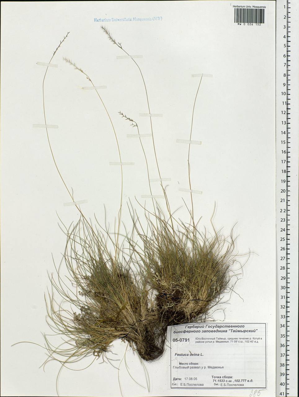 Festuca ovina L., Siberia, Central Siberia (S3) (Russia)