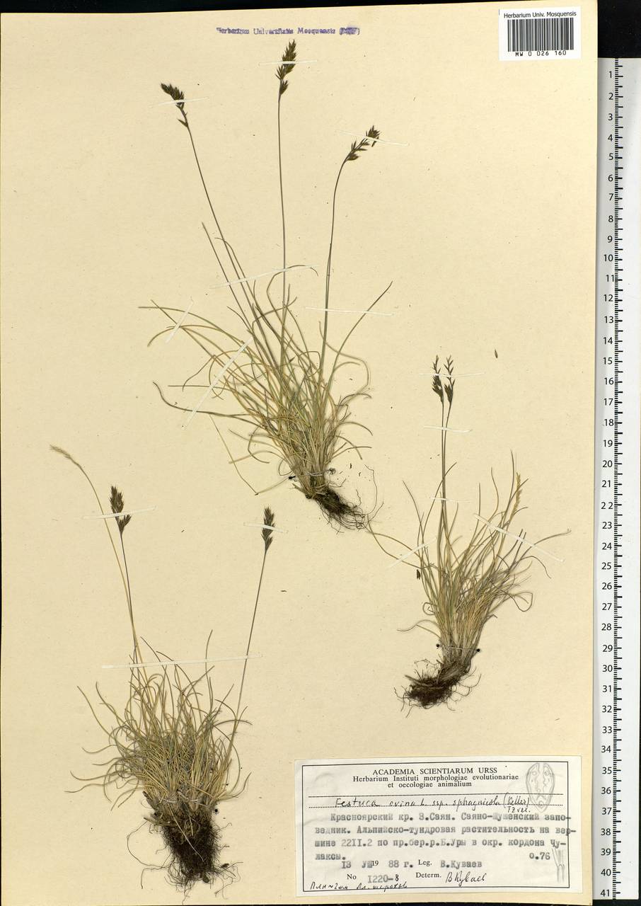 Festuca ovina L., Siberia, Altai & Sayany Mountains (S2) (Russia)
