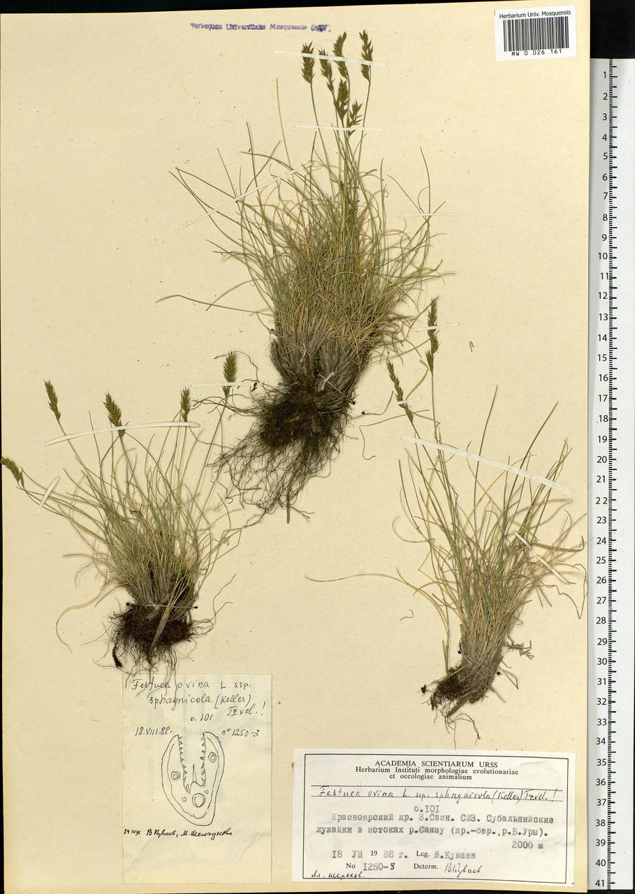 Festuca ovina L., Siberia, Altai & Sayany Mountains (S2) (Russia)