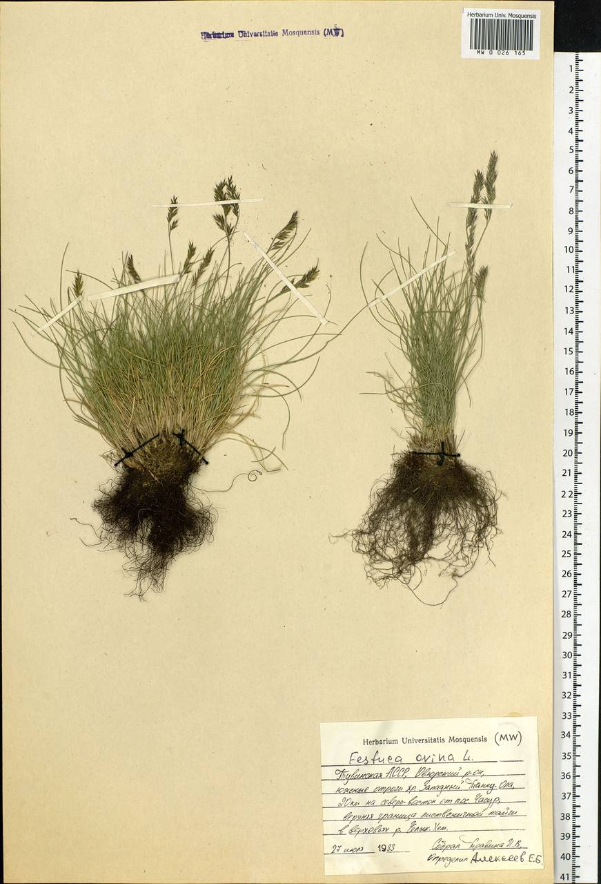 Festuca ovina L., Siberia, Altai & Sayany Mountains (S2) (Russia)