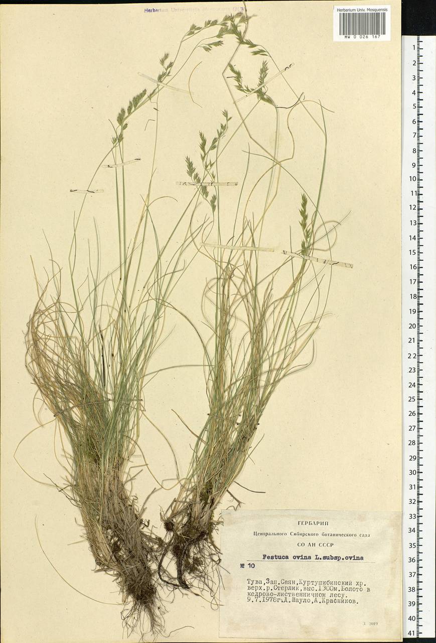 Festuca ovina L., Siberia, Altai & Sayany Mountains (S2) (Russia)