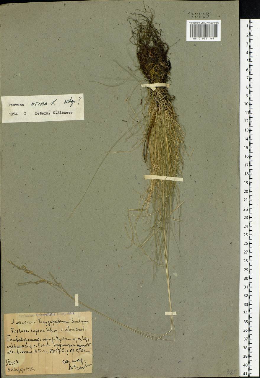 Festuca ovina L., Siberia, Altai & Sayany Mountains (S2) (Russia)