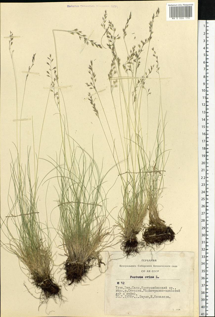 Festuca ovina L., Siberia, Altai & Sayany Mountains (S2) (Russia)