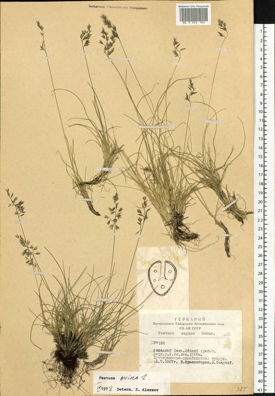 Festuca ovina L., Siberia, Altai & Sayany Mountains (S2) (Russia)