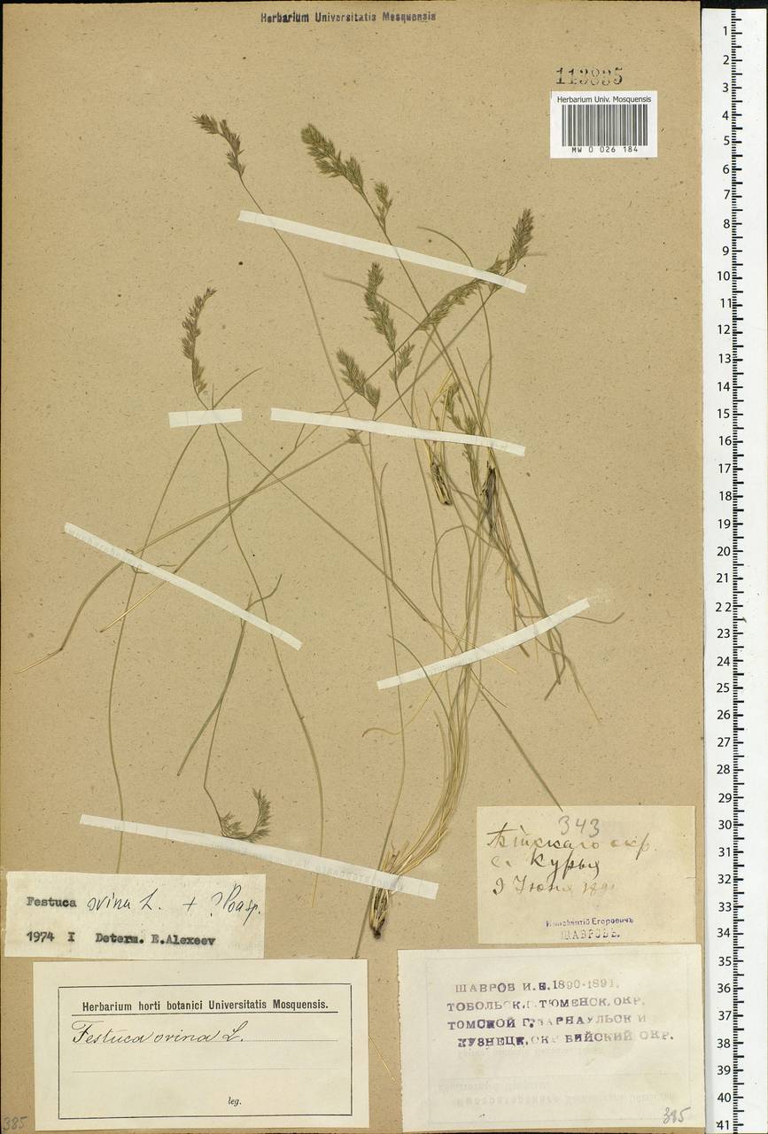 Festuca ovina L., Siberia, Altai & Sayany Mountains (S2) (Russia)