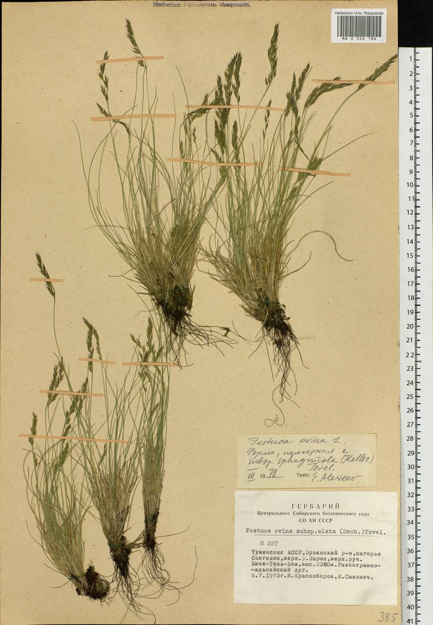 Festuca ovina L., Siberia, Altai & Sayany Mountains (S2) (Russia)
