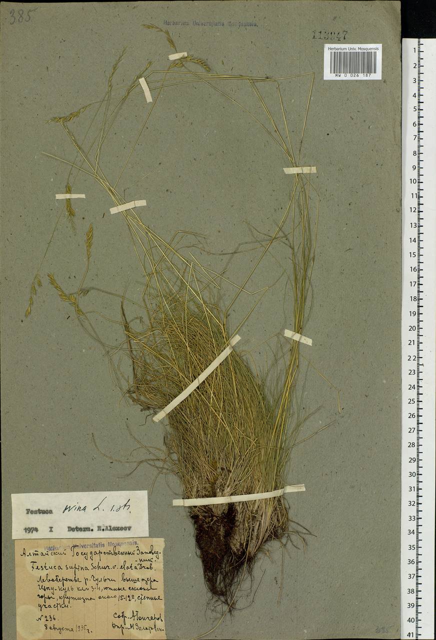 Festuca ovina L., Siberia, Altai & Sayany Mountains (S2) (Russia)