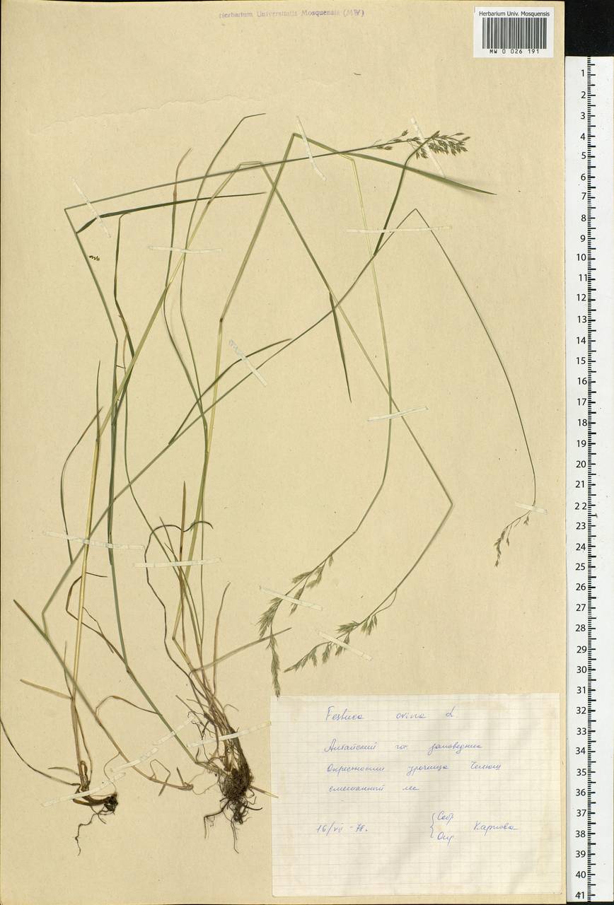 Festuca ovina L., Siberia, Altai & Sayany Mountains (S2) (Russia)