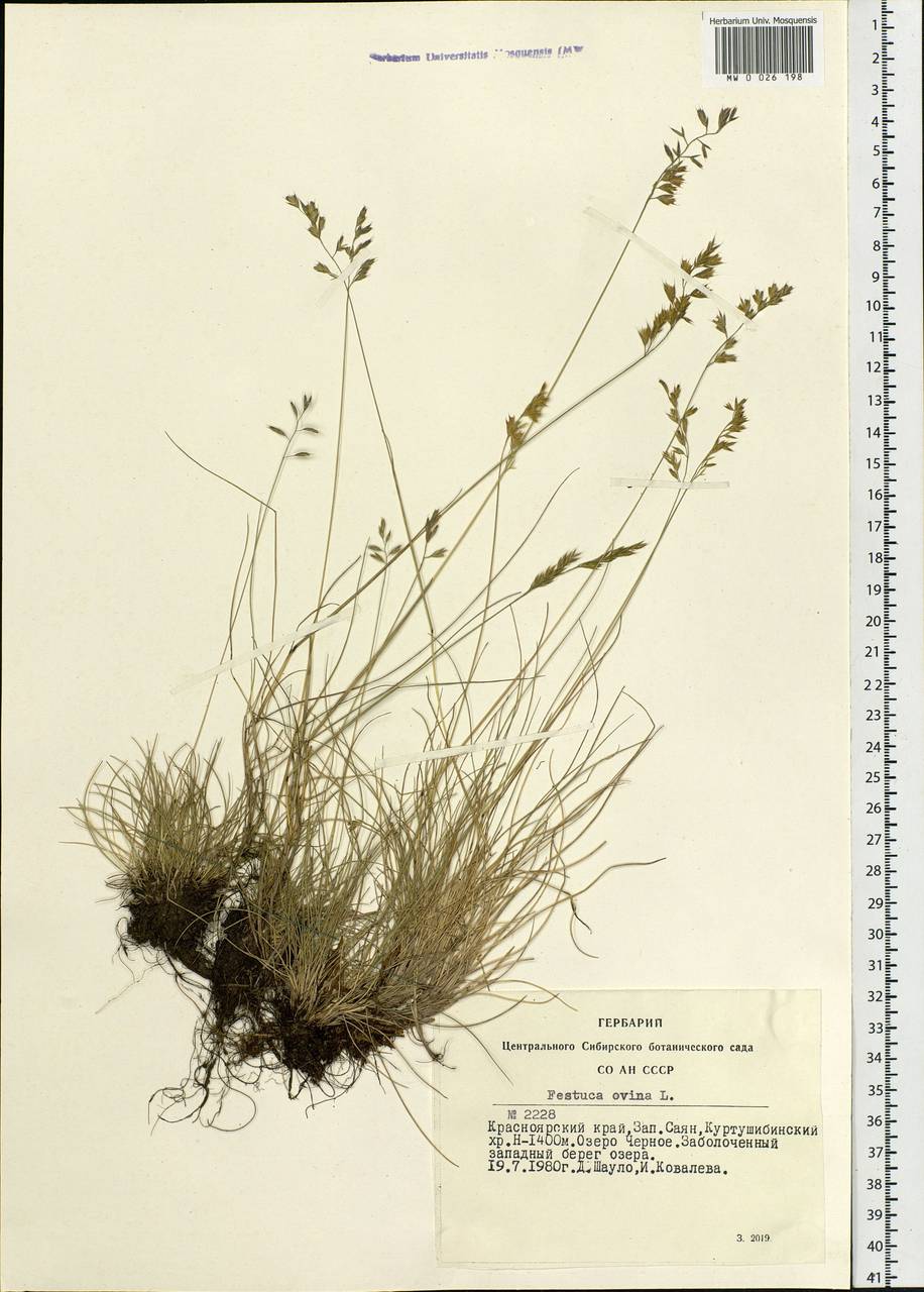 Festuca ovina L., Siberia, Altai & Sayany Mountains (S2) (Russia)
