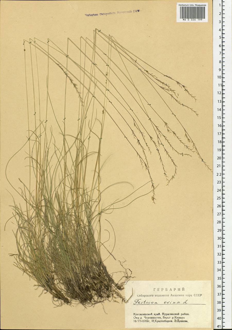 Festuca ovina L., Siberia, Altai & Sayany Mountains (S2) (Russia)