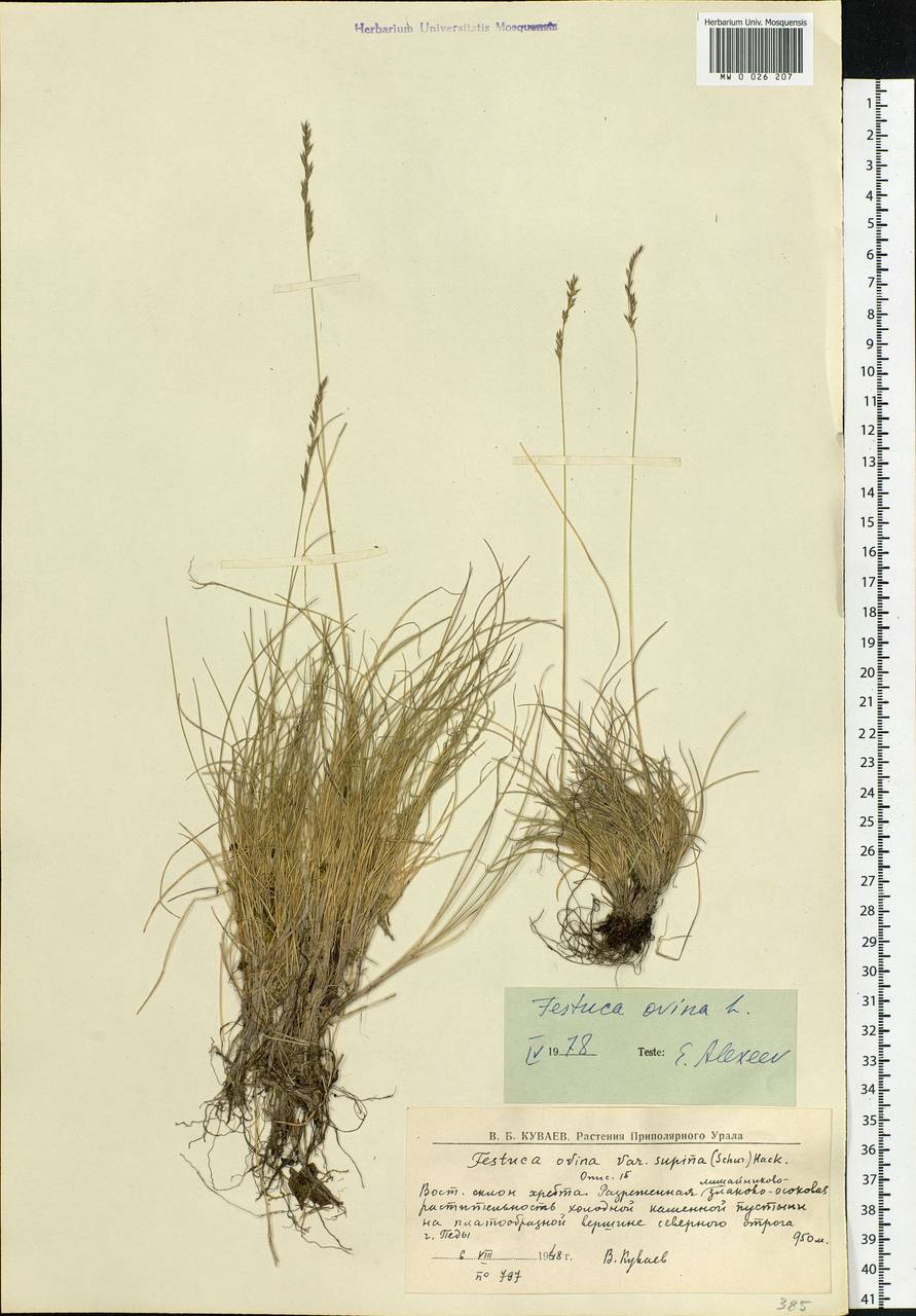 Festuca ovina L., Eastern Europe, Northern region (E1) (Russia)