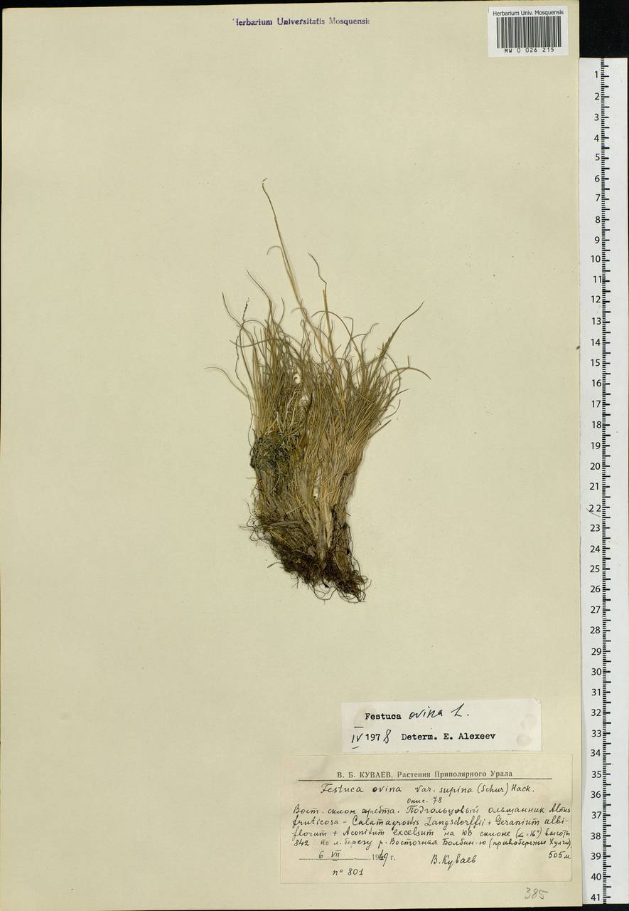 Festuca ovina L., Siberia, Western Siberia (S1) (Russia)