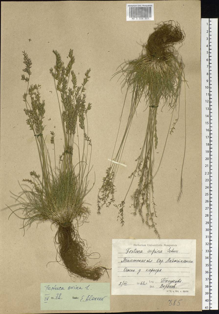 Festuca ovina L., Siberia, Western Siberia (S1) (Russia)