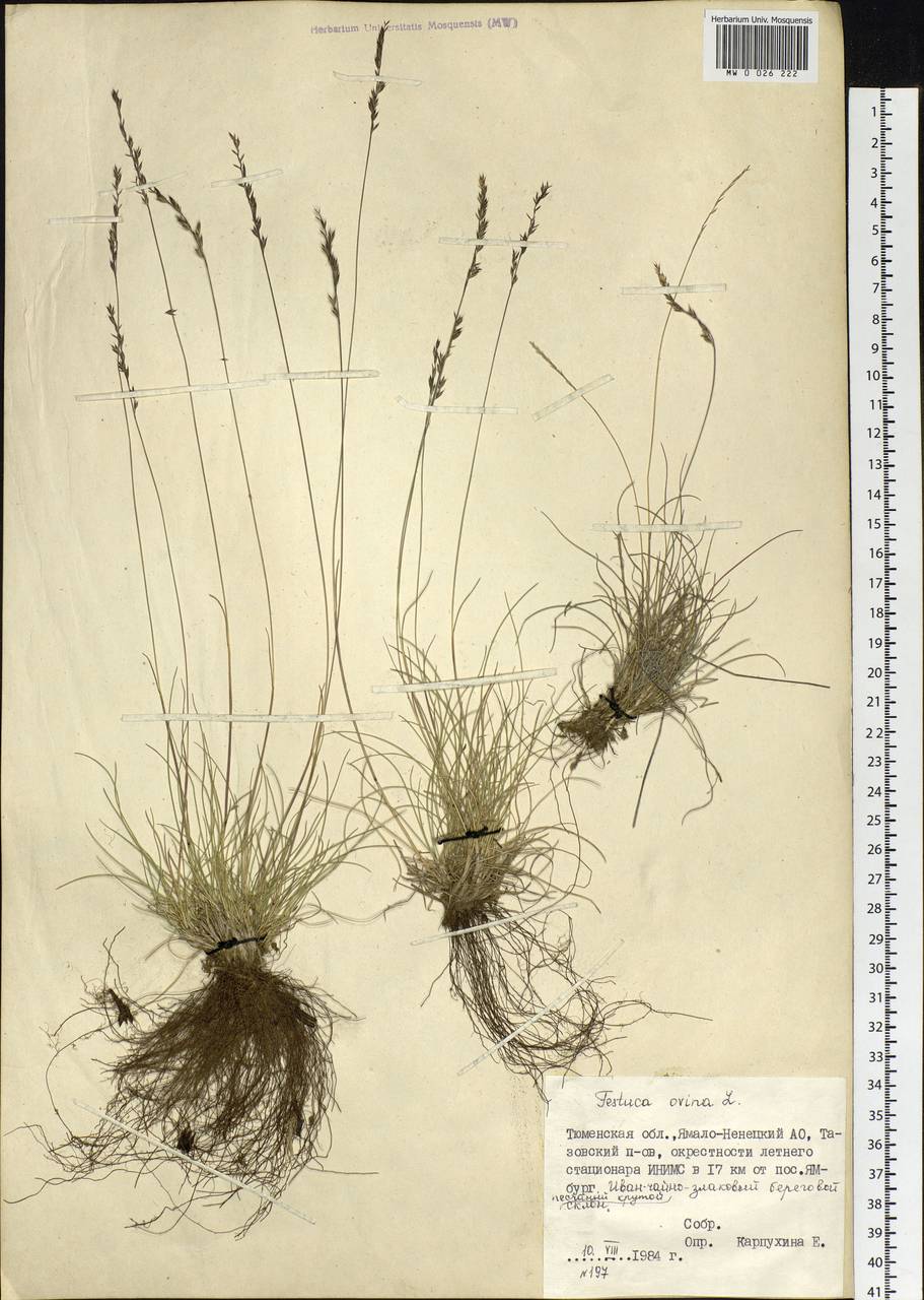 Festuca ovina L., Siberia, Western Siberia (S1) (Russia)