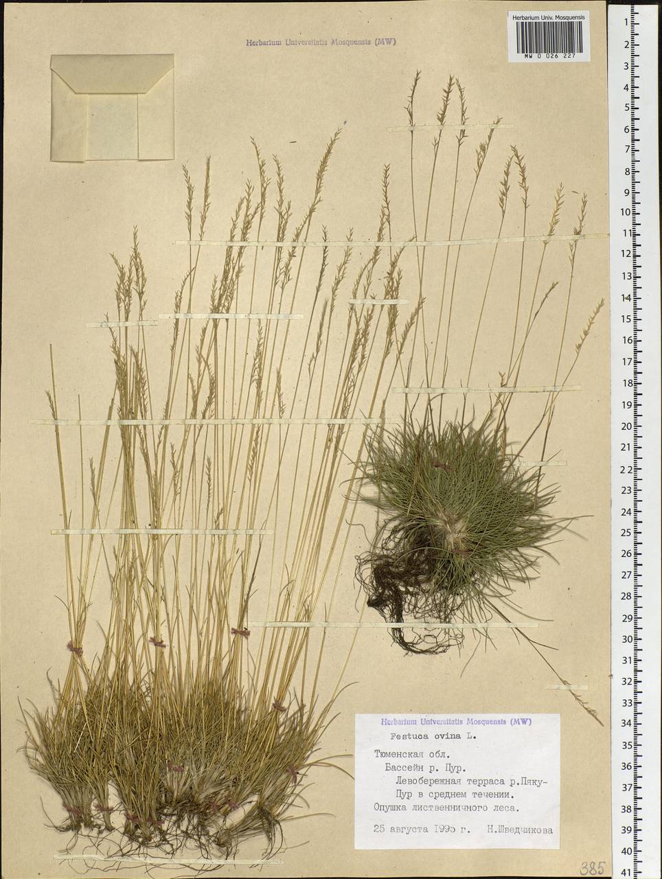 Festuca ovina L., Siberia, Western Siberia (S1) (Russia)