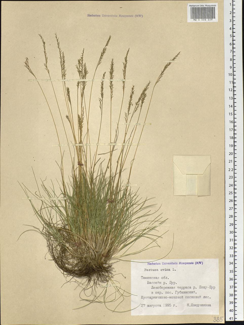 Festuca ovina L., Siberia, Western Siberia (S1) (Russia)